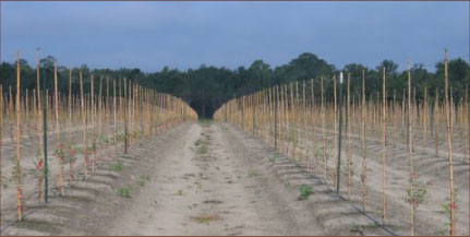 Empty Olive Rows