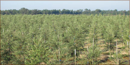 Full Olive Rows
