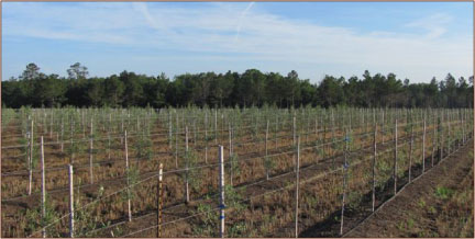 Medium Olive Rows