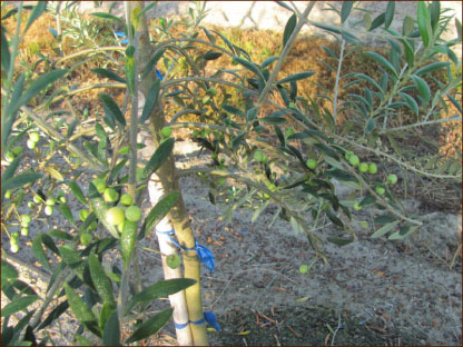 Olive Tree