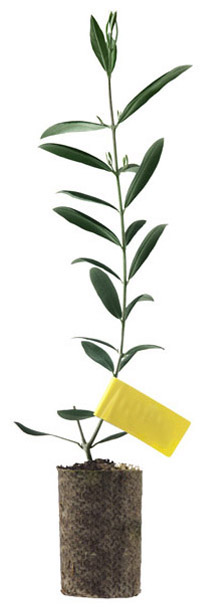 Olive tree